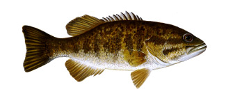 Smallmouth Bass