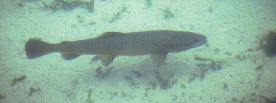 Brown Trout 