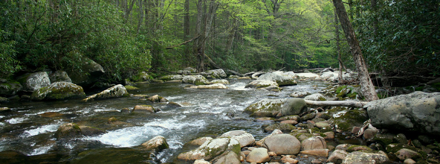 East Prong Little River late Spring