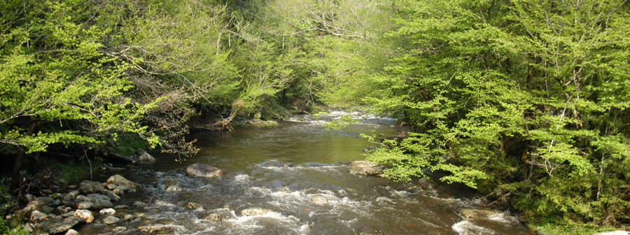 Middle Prong of the Little River after a rain storm.