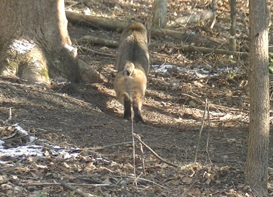 A Bobcat, stretching, before walking away.