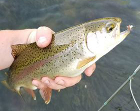 Clinch River Rainbow Trout